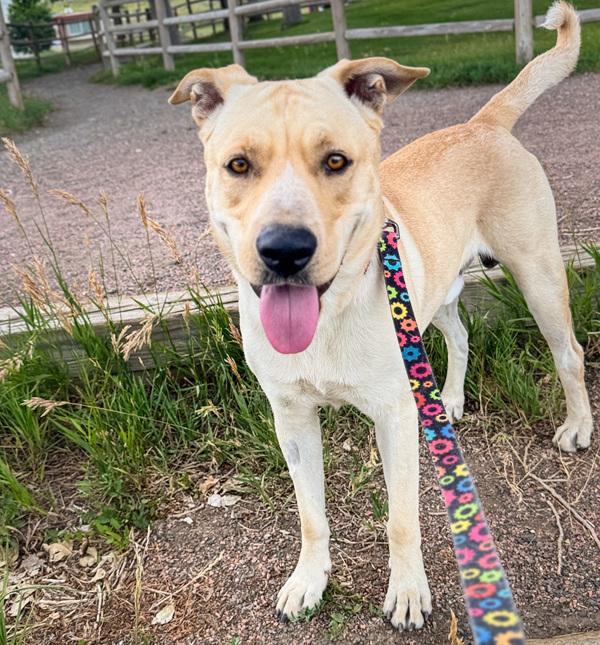 Enlarge Finn, a Adoptable mixed breed in Golden, CO image 1/1