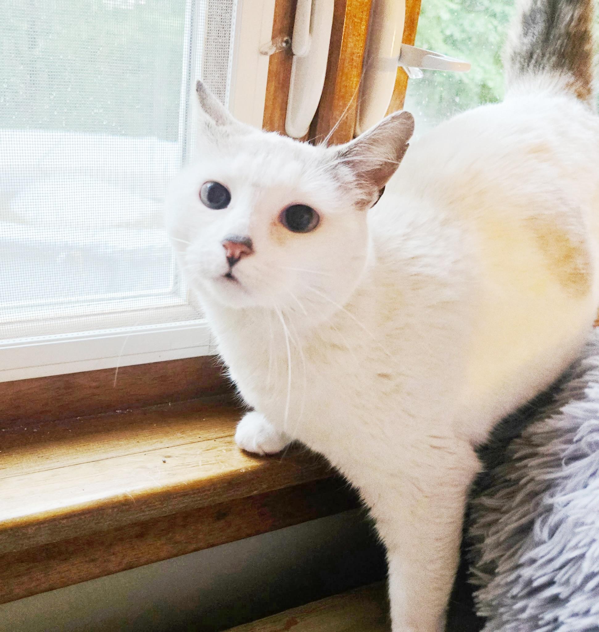 Coco thumbnail 4