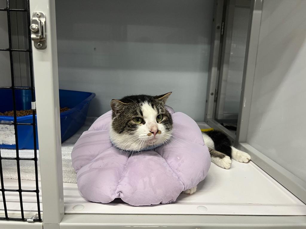 Benjamin, Adoptable, Young Male Domestic Short Hair.