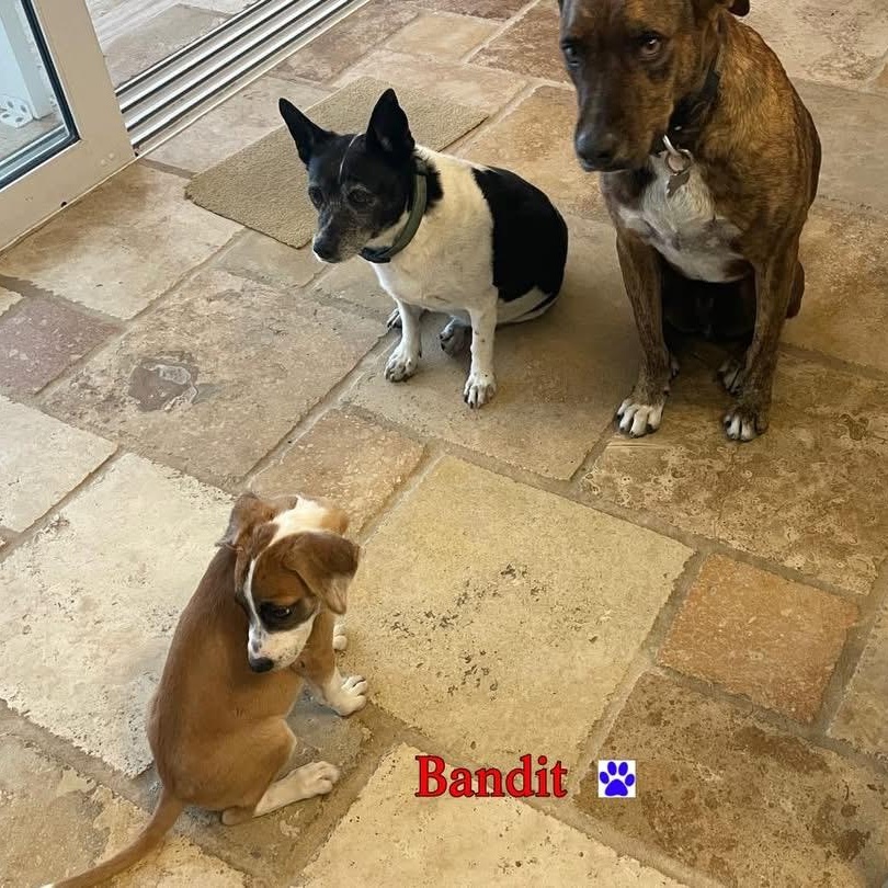 Enlarge Bandit, a ADOPTABLE Mixed Breed in Thornhill, ON image 4/4