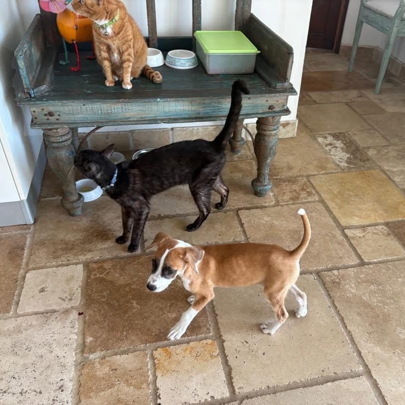 Enlarge Bandit, a ADOPTABLE Mixed Breed in Thornhill, ON image 3/4