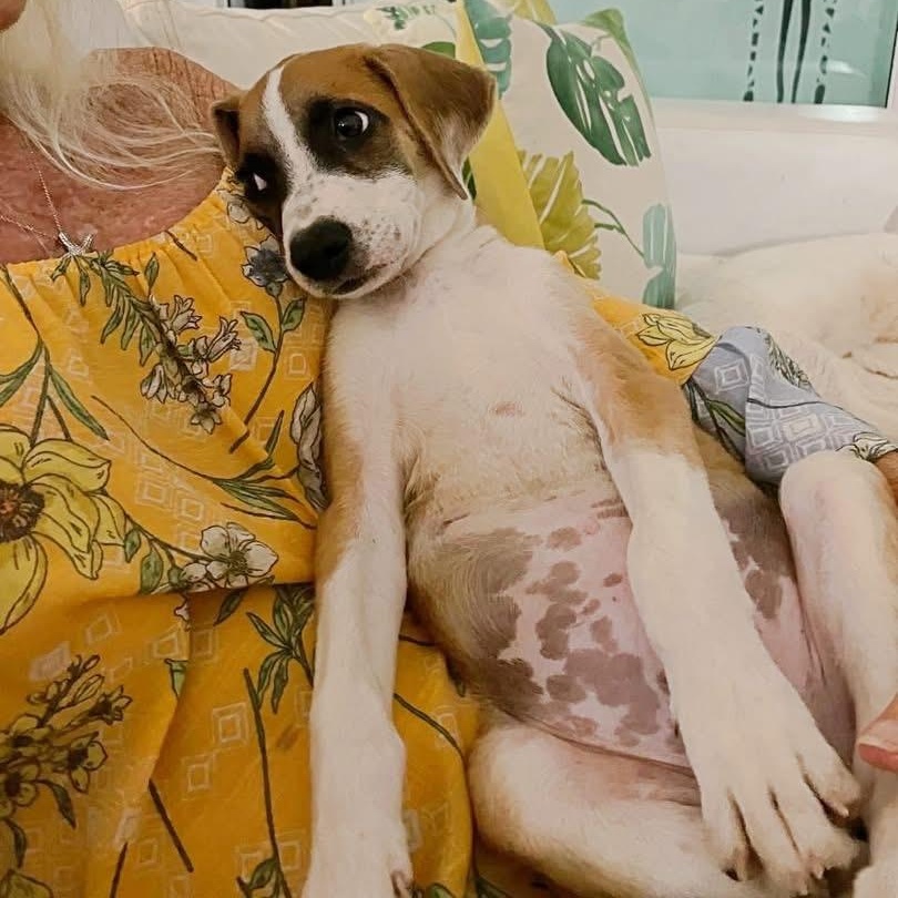 Bandit, ADOPTABLE, Puppy Male Mixed Breed.