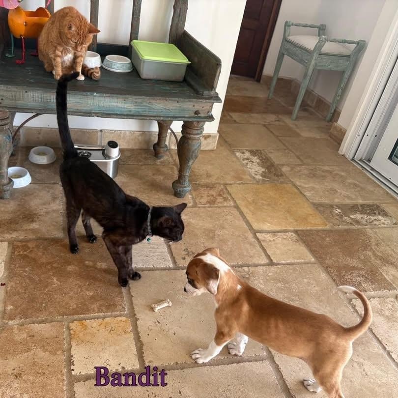 Enlarge Bandit, a ADOPTABLE Mixed Breed in Thornhill, ON image 2/4