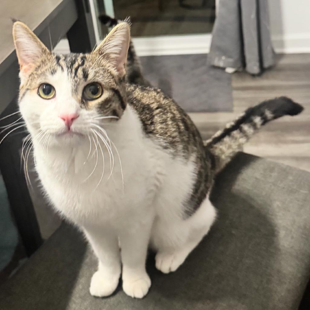 Enlarge Simba, a Adoptable Domestic Short Hair in Ferndale, MI image 1/6