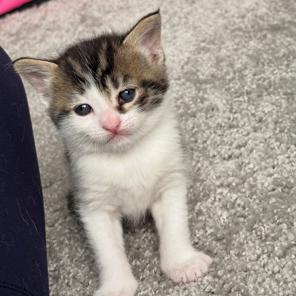 Enlarge Simba, a Adoptable Domestic Short Hair in Ferndale, MI image 2/6