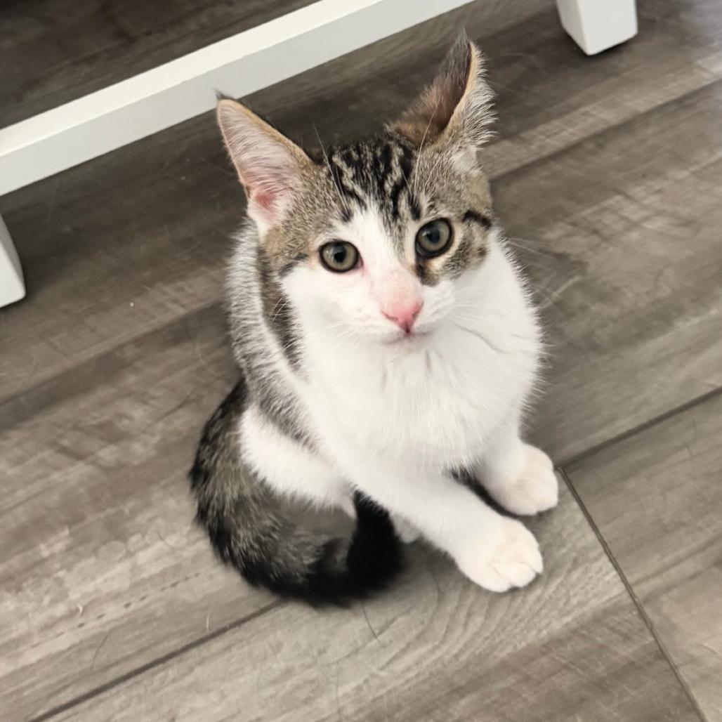 Enlarge Simba, a Adoptable Domestic Short Hair in Ferndale, MI image 3/6