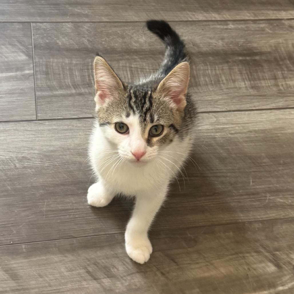 Enlarge Simba, a Adoptable Domestic Short Hair in Ferndale, MI image 4/6