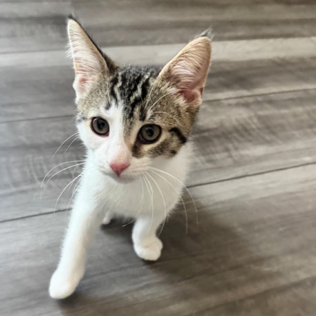 Enlarge Simba, a Adoptable Domestic Short Hair in Ferndale, MI image 5/6