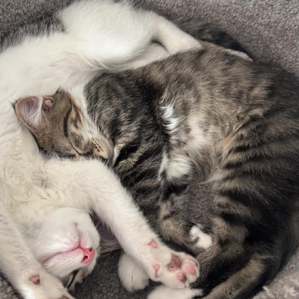 Enlarge Simba, a Adoptable Domestic Short Hair in Ferndale, MI image 6/6