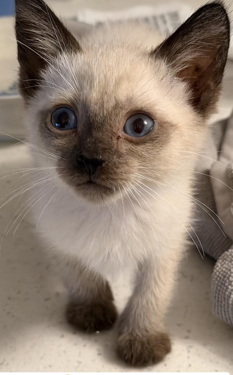 Nutmeg, adopted, Kitten Male Siamese.