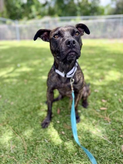 Franklin - 2, a Adoptable mixed breed in Daytona Beach, FL image 1/3