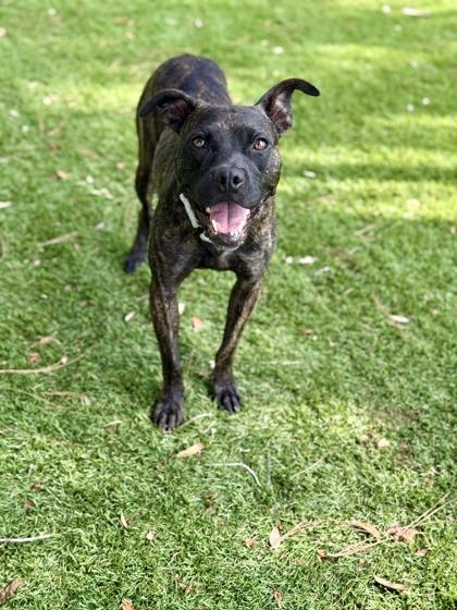 Franklin - 2, a Adoptable mixed breed in Daytona Beach, FL image 2/3
