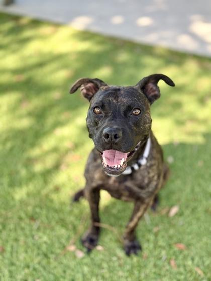 Franklin - 2, a Adoptable mixed breed in Daytona Beach, FL image 3/3