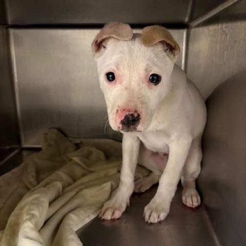 Dotty — thumbnail 2