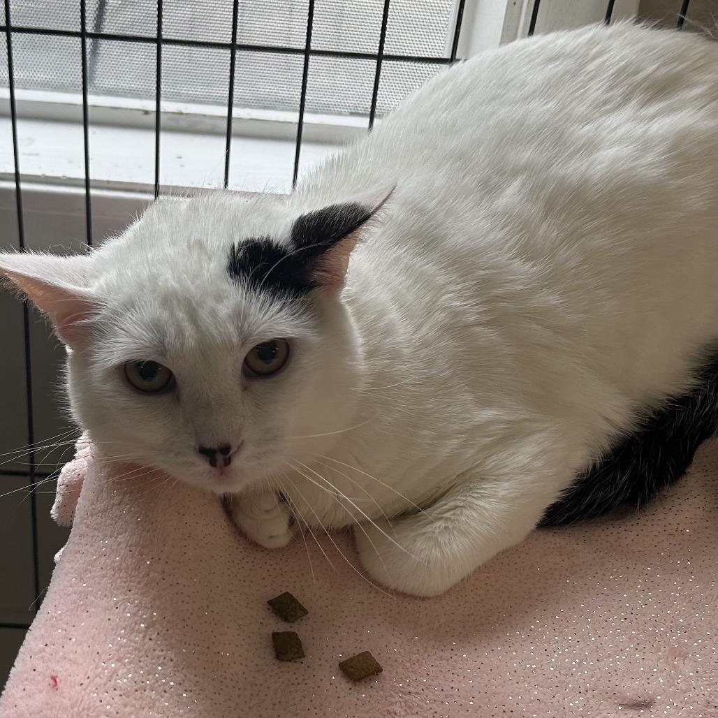 Jerry, Adoptable, Young Male Domestic Short Hair.