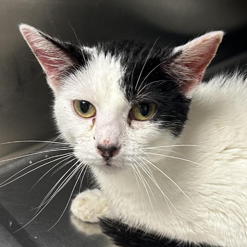 Enlarge Jerry, a Adoptable Domestic Short Hair in Hannibal, MO image 3/3