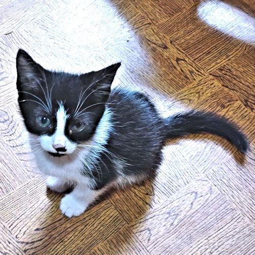 Sienna, Adoptable, Kitten Male Domestic Short Hair.