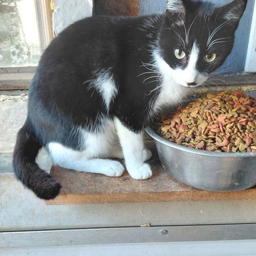 Enlarge Sienna, a Adoptable Domestic Short Hair in Rutherfordton, NC image 1/2
