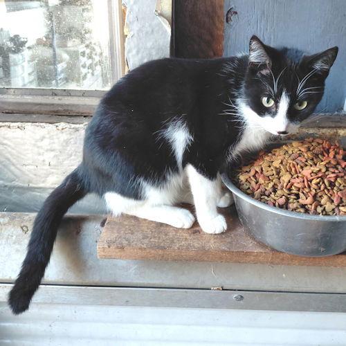 Enlarge Sienna, a Adoptable Domestic Short Hair in Rutherfordton, NC image 2/2