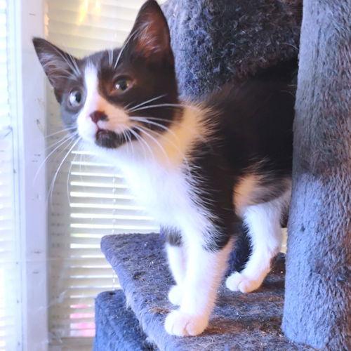 Enlarge Sienna, a Adoptable Domestic Short Hair in Rutherfordton, NC image 2/2