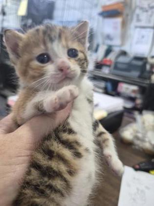 Enlarge PuddlezJumper, a Adoptable mixed breed in Simcoe, ON image 2/2