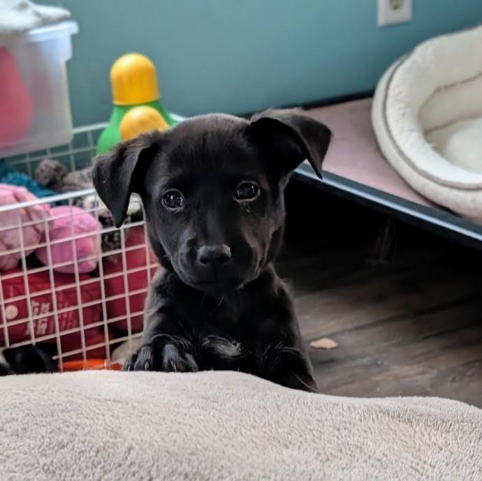 Enlarge Sasha, a Adoptable mixed breed in Rochester, MN image 2/5