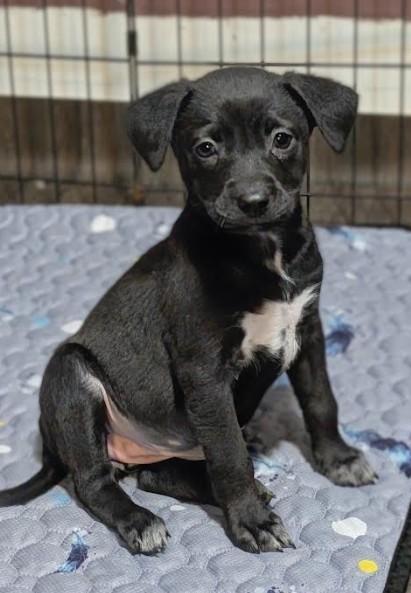 Enlarge Sasha, a Adoptable mixed breed in Rochester, MN image 1/5