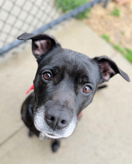 Enlarge BLU, a Adoptable mixed breed in Haw River, NC image 1/1