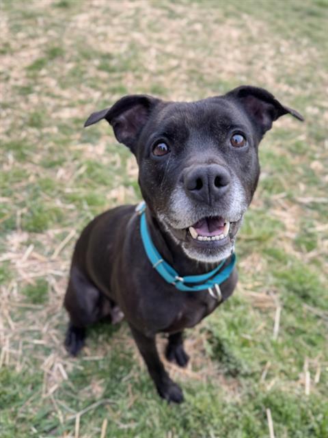 BLU, Adoptable, Adult Female Labrador Retriever & Mixed Breed.