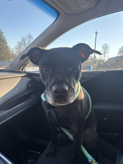 BLU, Adoptable, Adult Female Labrador Retriever & Mixed Breed.