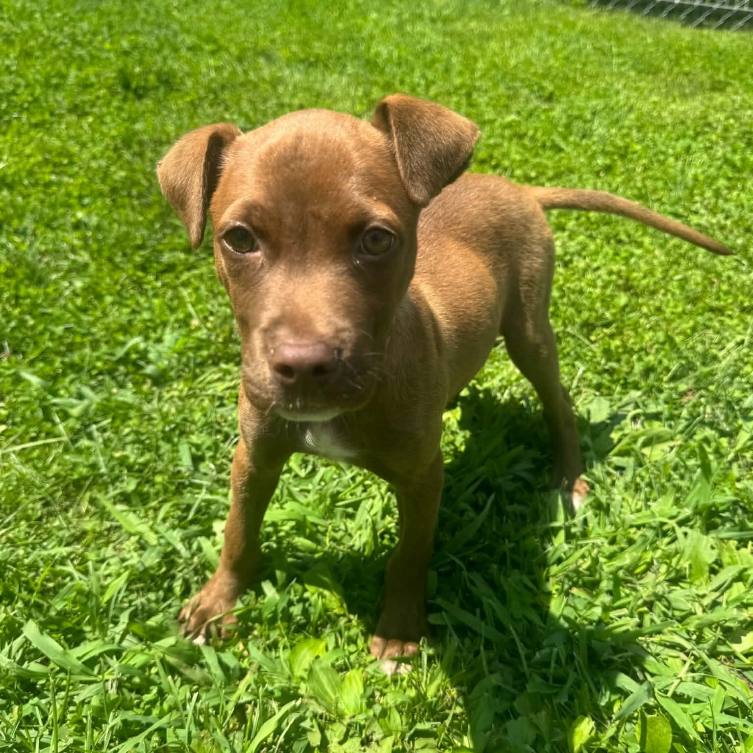 Enlarge Fig, a ADOPTABLE mixed breed in Danbury, CT image 1/3