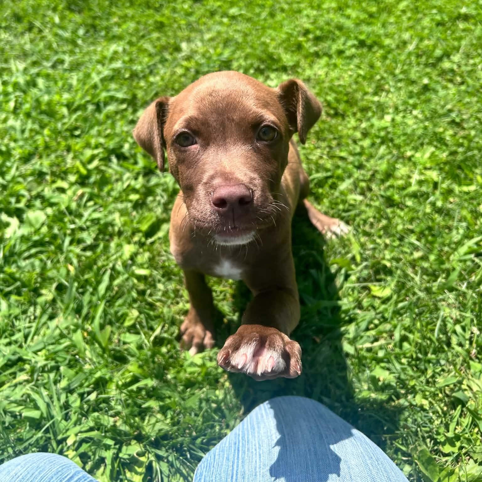 Enlarge Fig, a ADOPTABLE mixed breed in Danbury, CT image 2/3
