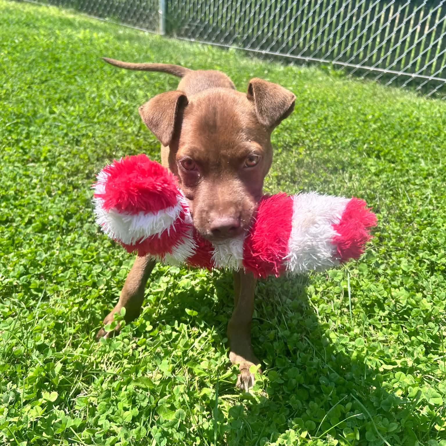 Enlarge Fig, a ADOPTABLE mixed breed in Danbury, CT image 3/3