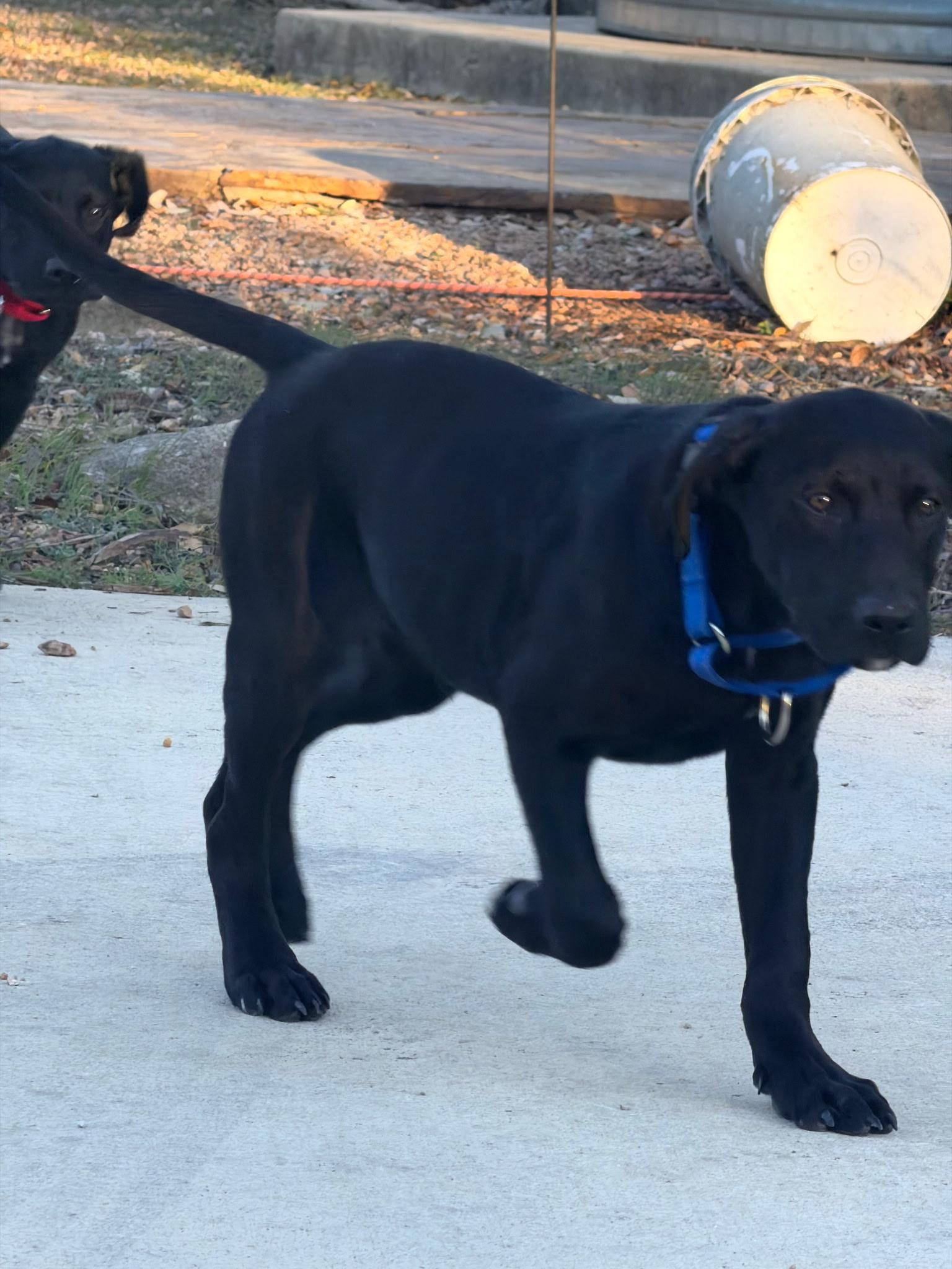 Enlarge Lincoln, an adopted mixed breed in Bulverde, TX image 5/5