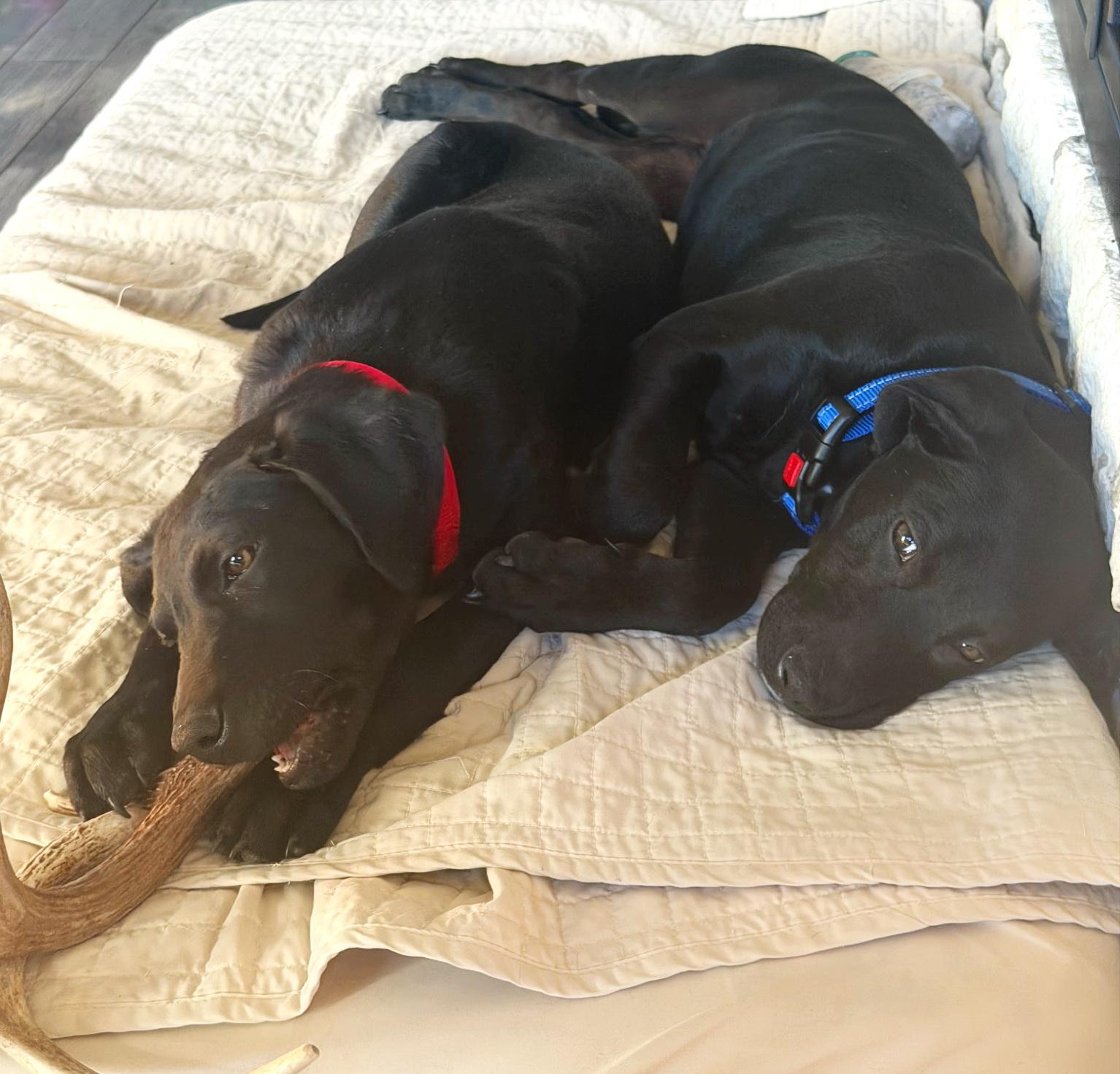 Enlarge Lincoln, an adopted mixed breed in Bulverde, TX image 4/5