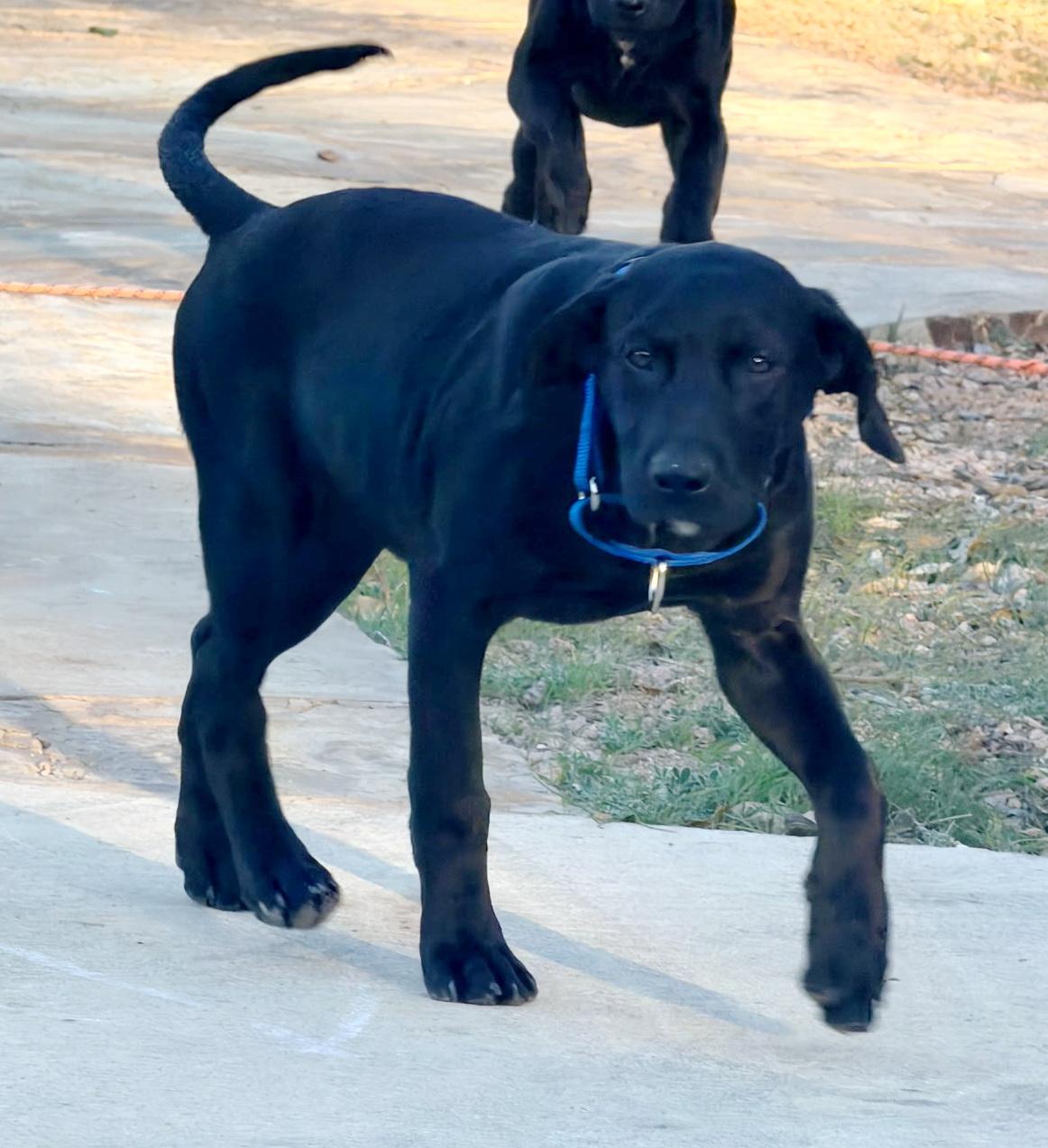 Enlarge Lincoln, an adopted mixed breed in Bulverde, TX image 2/5