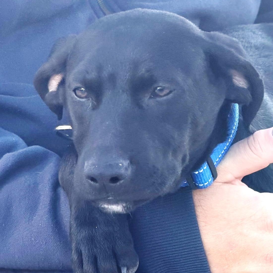 Enlarge Lincoln, an adopted mixed breed in Bulverde, TX image 1/5