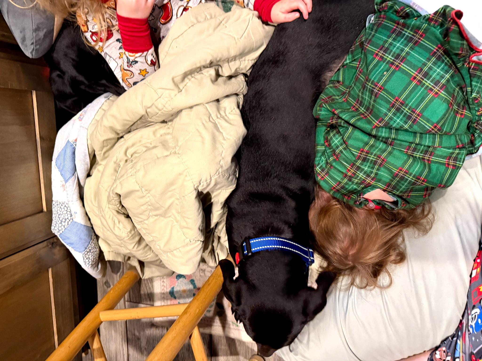 Enlarge Lincoln, an adopted mixed breed in Bulverde, TX image 3/5