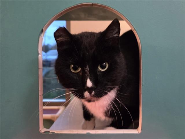 Enlarge MIDNIGHT, a Adoptable Domestic Short Hair in Martinez, CA image 1/1