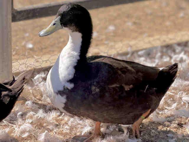 OLIVER, Adoptable, Adult Male Duck.