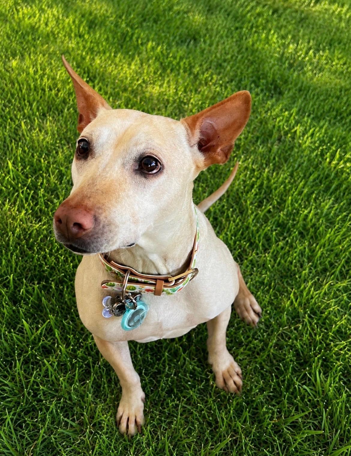 Stella, a ADOPTABLE mixed breed in Scottsdale, AZ image 5/6
