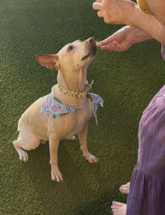Stella, a ADOPTABLE mixed breed in Scottsdale, AZ image 2/6