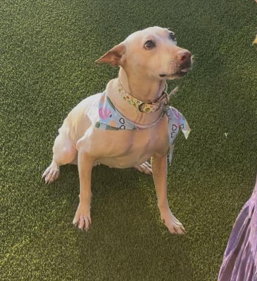 Stella, ADOPTABLE, Adult Female Labrador Retriever & Chihuahua.