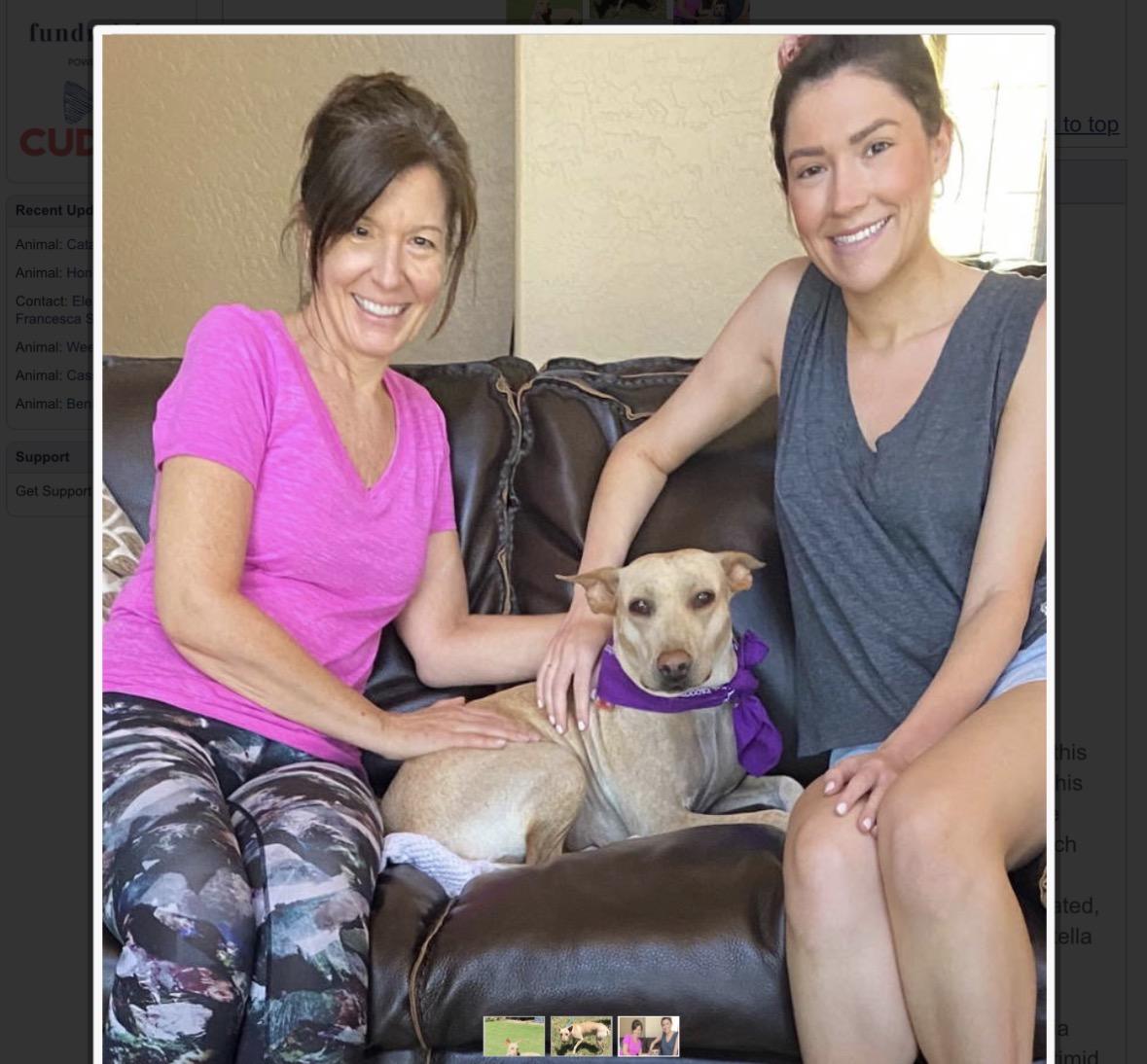 Stella, a ADOPTABLE mixed breed in Scottsdale, AZ image 3/6
