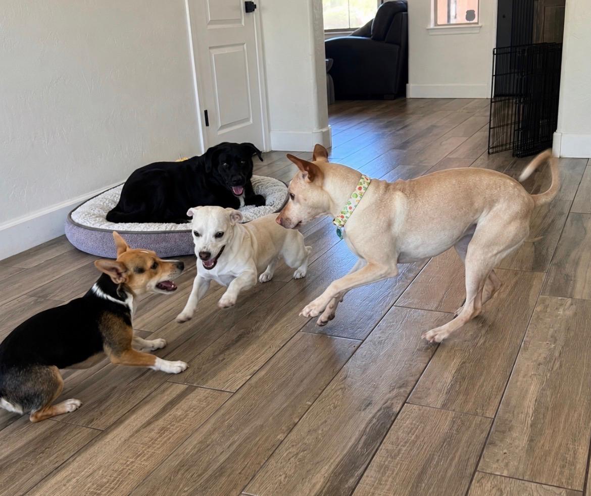 Stella, a ADOPTABLE mixed breed in Scottsdale, AZ image 6/6