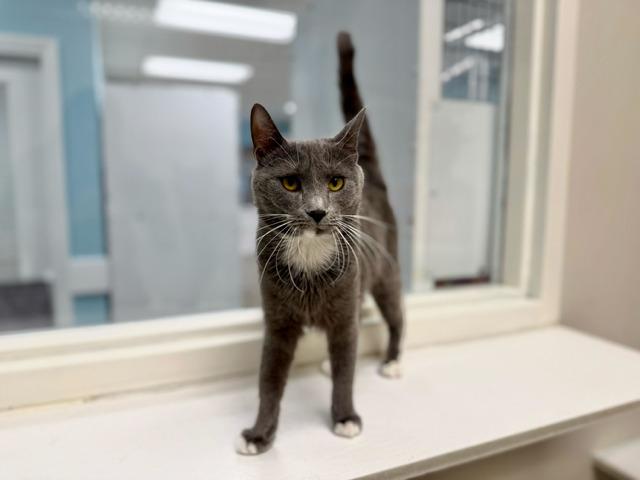 Holly, Adoptable, Young Female Domestic Short Hair & Domestic Short Hair (Gray & White).