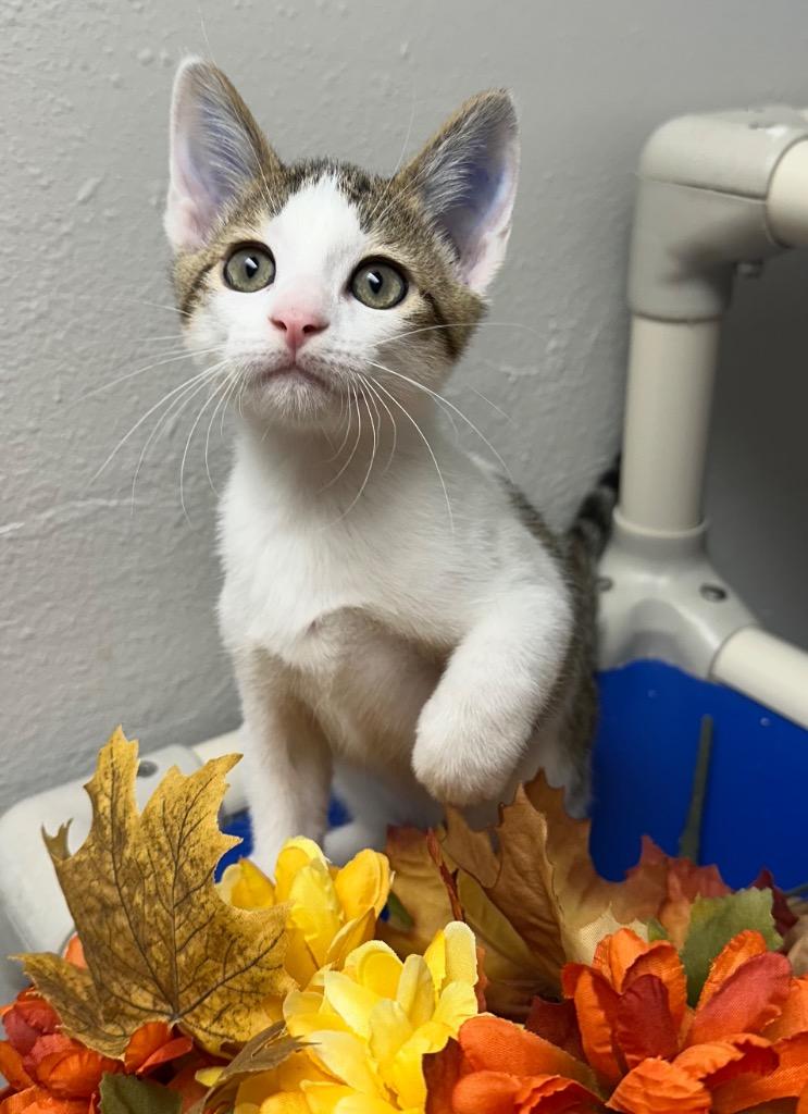 8/21/25 - Crispix, Adoptable, Kitten Male Domestic Short Hair.