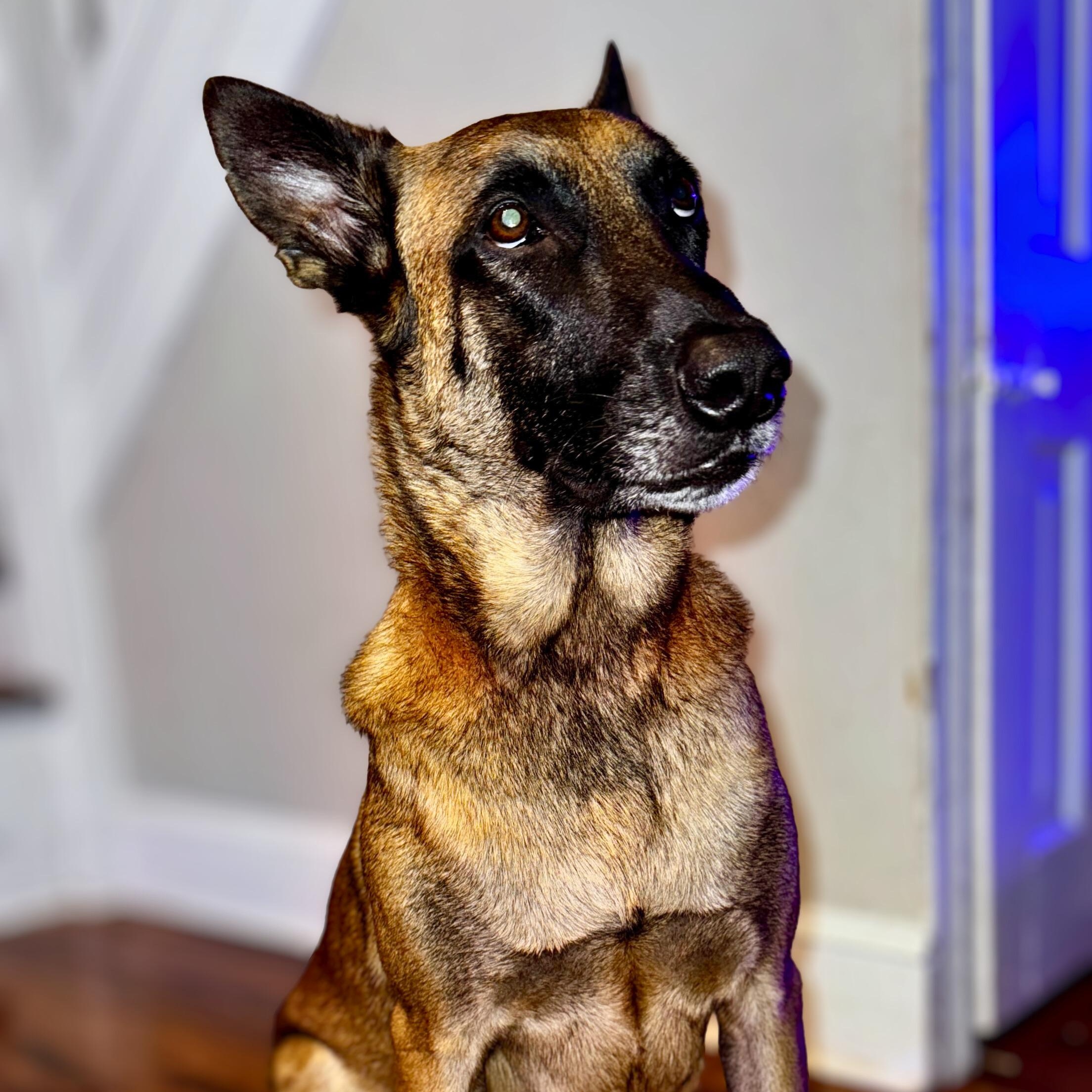 Rocky, Adult Male Belgian Shepherd / Malinois