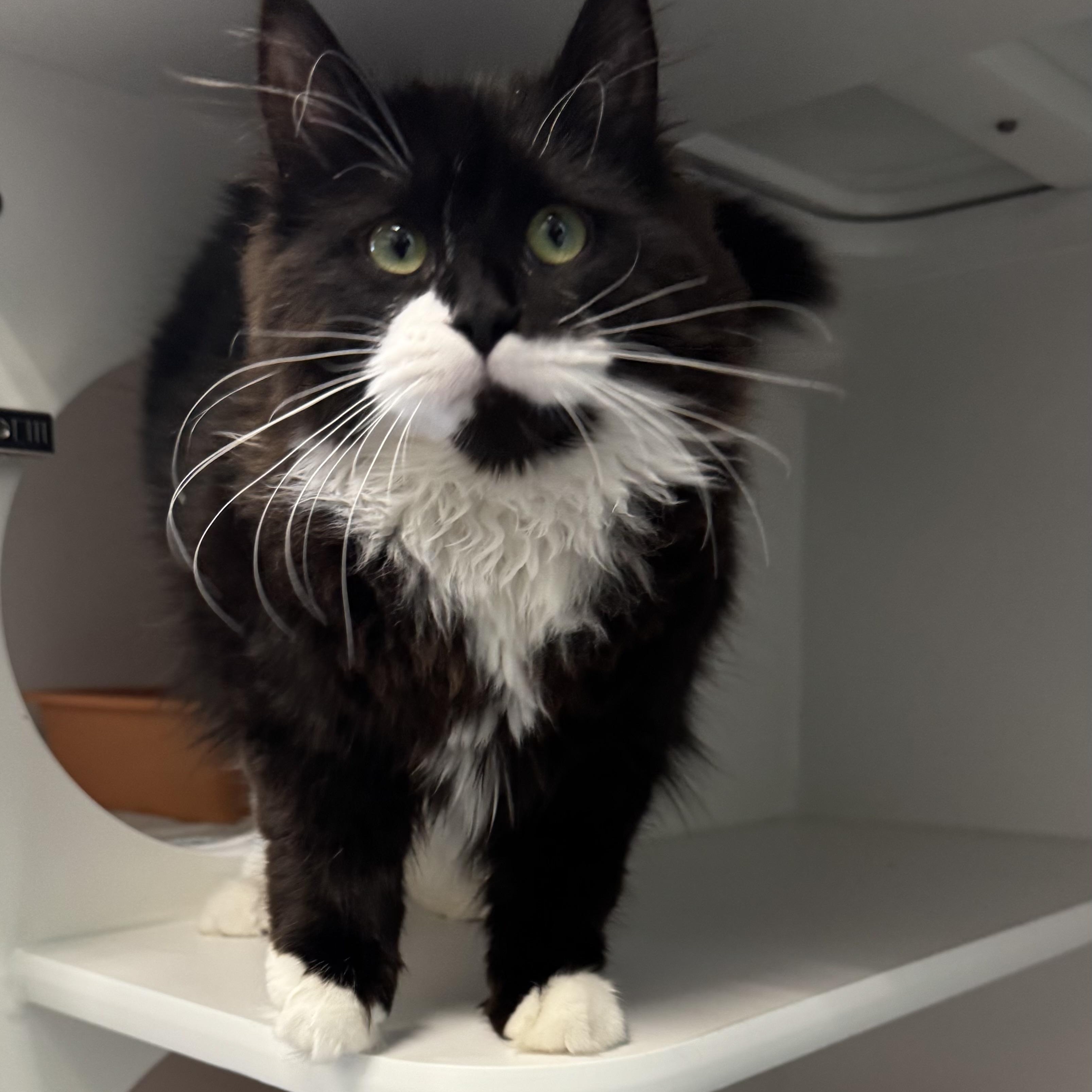 Enlarge Milkshake, an adopted Domestic Long Hair in Fall River, MA image 2/3