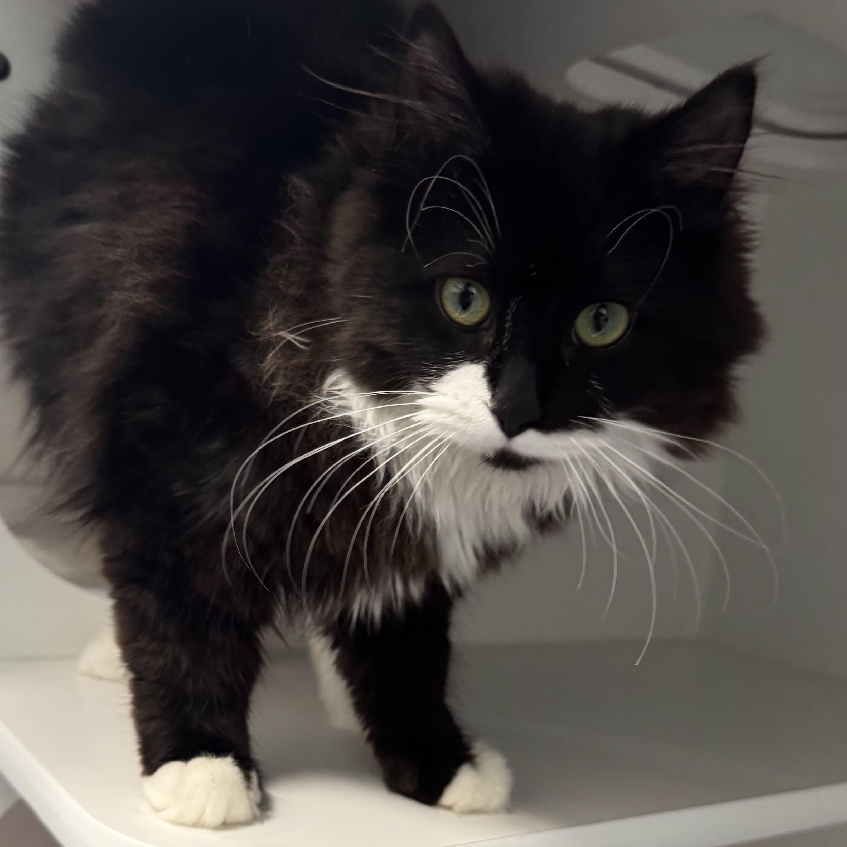 Enlarge Milkshake, an adopted Domestic Long Hair in Fall River, MA image 1/3